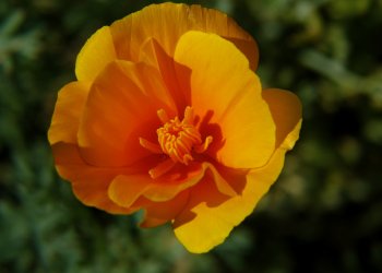 Acem Lalesi Nedir? Nerelerde Yetişir?