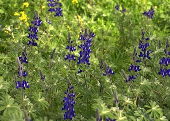 Acı Bakla Nedir? Nerelerde Yetişir?