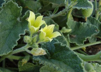 Acı Kavun Nedir? Nerelerde Yetişir?