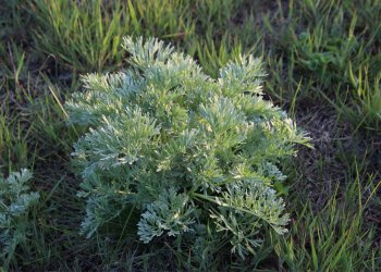 Pelin Otu Nedir? Nerelerde Yetişir?