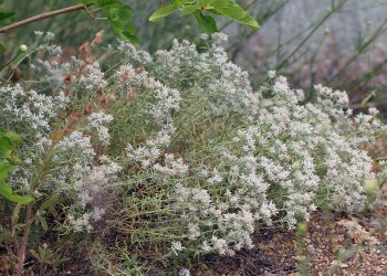 Mayasıl Otu Nedir? Nerelerde Yetişir?