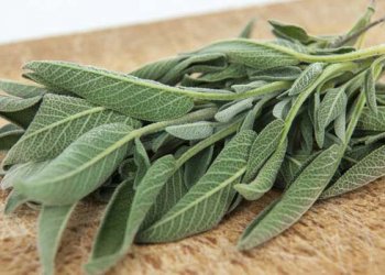 Adaçayı Nedir ? Nasıl Demlenir?