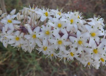 Adasoğanı Nedir? Nerelerde Yetişir?