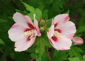 Ağaç Hatmi Nedir? Nerelerde Yetişir?