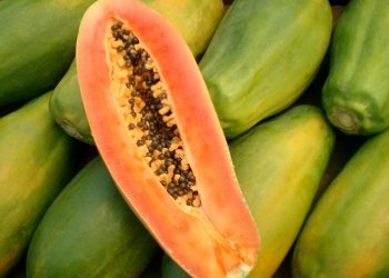 Ağaç Kavunu Nedir? Nerelerde Yetişir?