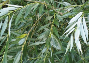 Ak Söğüt Nedir? Nerelerde Yetişir?