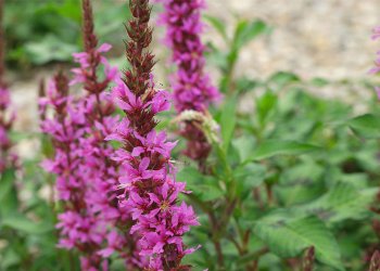 Tıbbi Hevhulma Nedir? Nerelerde Yetişir?