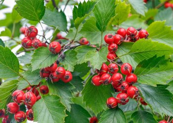 Alıç Nedir? Faydaları Nelerdir? Nerelerde Yetişir?