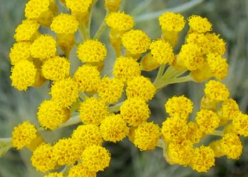 Marata Nedir? Marata Faydaları Nelerdir? Nerelerde Yetişir?