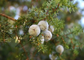 At Gözü Otu Nedir? Nerelerde Yetişir?