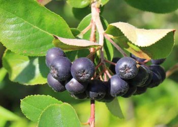 Aronia Meyvesi Nedir? Aronia Meyvesinin Faydaları Nelerdir?