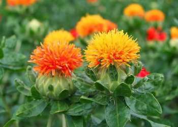 Boyacı Aspiri Nedir? Nerelerde Yetişir? Mevsimi Ne Zaman?