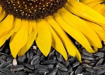 Ayçiçeği Çekirdeği Nedir? Faydaları Nelerdir?