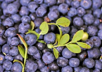 Ayı Üzümü Nedir? Ayı Üzümü Faydaları Nelerdir?