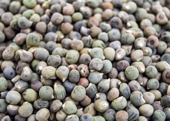 Bamya Tohumu Faydaları Nelerdir? Nasıl Kullanılır?