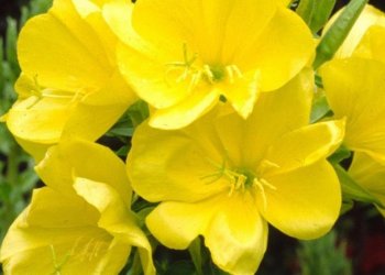 Ezan Çiçeği Nedir? Nerelerde Yetişir?