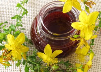 Kantaron Yağı Faydaları Nelerdir? Nasıl Yapılır?