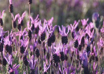 Karabaş Otu Faydaları Nelerdir? Karabaş Otu Nedir?