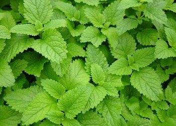 Melisa Otu Nedir? Nerelerde Yetişir?