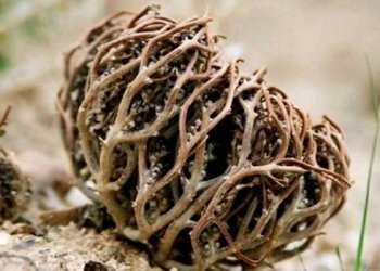 Meryem Ana Otu Nedir? Nasıl Demlenir?