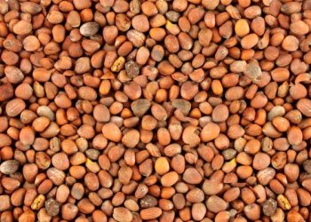 Turp Tohumu Nedir? Faydaları Nelerdir?