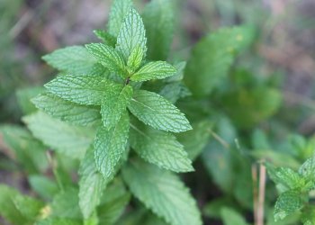 Anuk Otu Nedir? Nerelerde Yetişir?